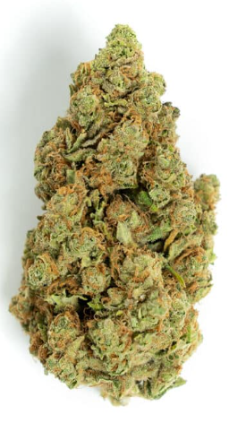Mango Blüte - 25% HHC Cannabis  GRATISMUSTER